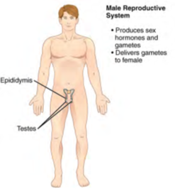 Image of human body listing functions and components of the Male Reproductive System